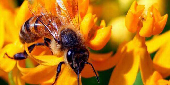 Khác nhau ở loài ong làm mật